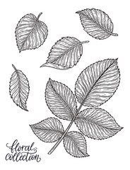 Rose flower leaves hand drawn in lines. Black and white monochrome graphic doodle elements. Isolated vector illustration, template for design