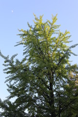 ginkgo biloba tree and blue sky