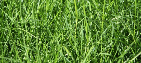 Green Grass Background Isolated Macro