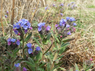 Весеннее цветение медуницы лекарственной