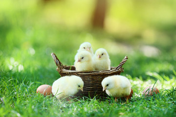 Little chicks in basket on green grass © 5second