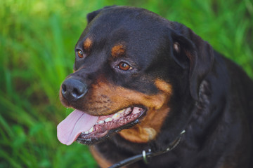 Beautiful dog rottweiler on a background of green grass in the park
