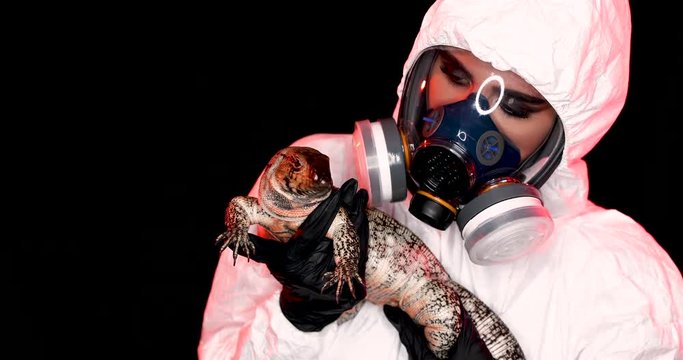 Giant Argentine Black and White Tegu Lizard looking around and sticking tongue out while being held by a beautiful woman in a white hazmat suit and gas mask while inspecting it. 4k