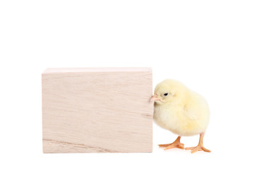 Little chick with wooden cube on white background