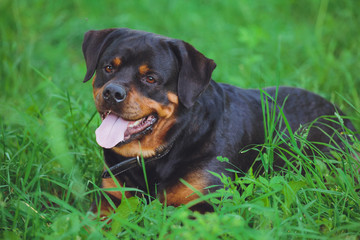 Fototapeta premium Beautiful dog rottweiler on a background of green grass in the park