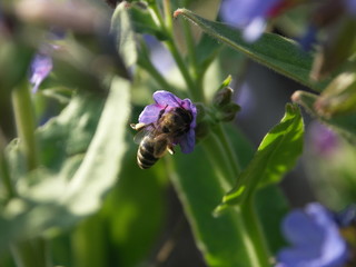 Медуница лекарственная и пчела
