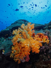 Fototapeta na wymiar Soft coral below the surface, Bäumchenkoralle unter den Wellen