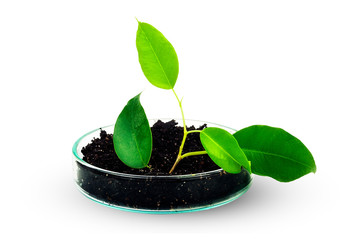 Green plant grows in the ground and in laboratory glassware.