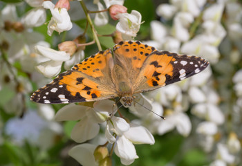 close up of brown butterfly on white acacia blossom at spring
