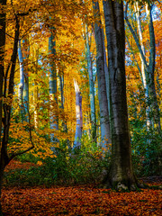 Obraz premium Indian Summer