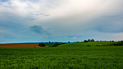 rural landscape with wheat field and blue sky; in Neudenau, Germany.