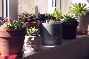 Indoor garden with succulent plants in pots. Beautiful collection of succulents.