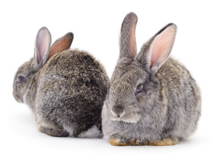 Gray rabbits isolated.