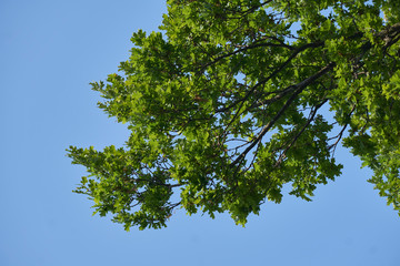 Fototapeta premium Fresh green leafs in spring on blue sky background