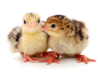 Two little chicken turkey.