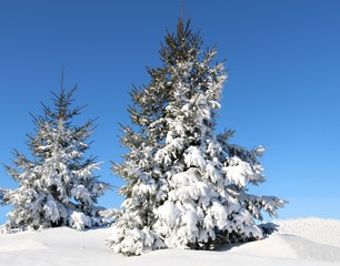Two evergreen trees covered in freshly fallen fluffy snow on a sunny morning with clear blue sky....