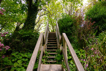 Wooden Stairs in the Woods Forest