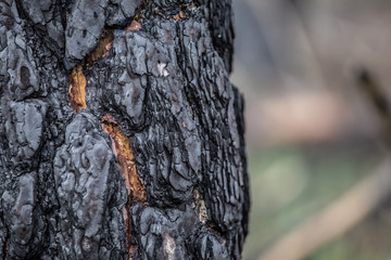 Close-up of burned bark of a  tree in burned forest
