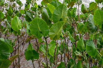 green leaves above the water in Brazil
