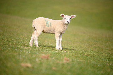 Obraz premium Spring Lambs and Sheep in green meadow