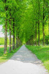 Fototapeta na wymiar long beautiful path in the forest