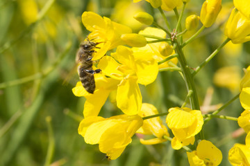 Biene auf einer Rapsblüte