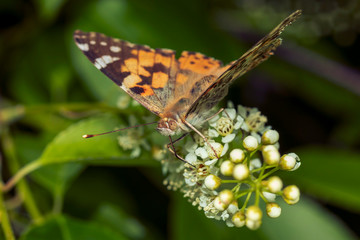 Butterfly pollinating a flower