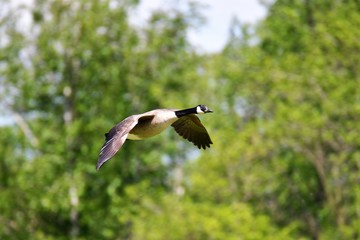 A Canada goose is flying in the air.