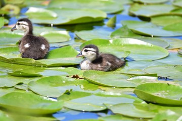 Wood duck chicks take a swim amongst the lily pads in the lake.