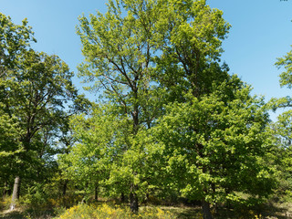 Fototapeta premium Forest landscape. Pedunculate oak, Common oak or European oak (Quercus robur) 