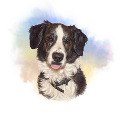 Fototapeta premium Realistic Portrait of Black And White Border Collie Dog. Head of a cute puppy on watercolor background. Animal art collection: Dogs. Hand Painted Illustration of Pet. Design template. Good for print