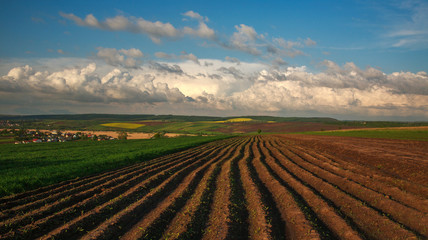 Obraz premium Agricultural blooming green and yellow field crops on blue sky and clouds