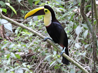 gelber Tukan im Wald in Costa Rica