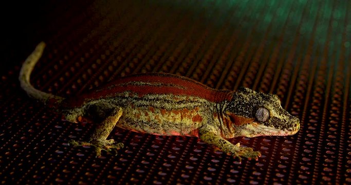 A Gargoyle Gecko with red, brown, and yellow patterns on its bumpy skin getting sprayed by water all over. It is laying still on a metallic surface with pattern cutouts. Artistic and Abstract 4k shot.