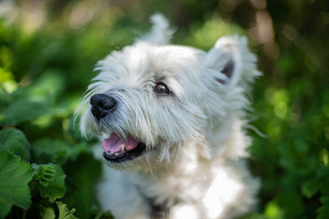close up westie dog