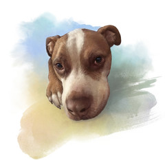 Cute Pit Bull Terrier Puppy on watercolor background. Portrait of a dog. Animal art collection: Dogs. Hand Painted Illustration of Pets. Good for print on t shirt, cover, card, pillow