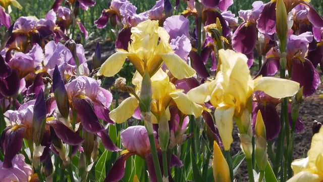 iris flowers moving in the wind in the garden. iris germanica flower plant in the spring garden
