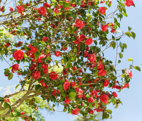 Camellia japonica (lat. Camellia japonica) — one of the most famous species of the genus -...