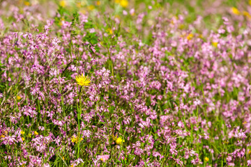 meadow near village Vernasca, Italy