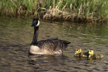 Obraz premium Canada goose swimming with thier goslings on the river.Nature scene from Wisconsin.