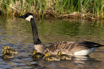 Canada goose swimming with thier goslings on the river.Nature scene from Wisconsin.