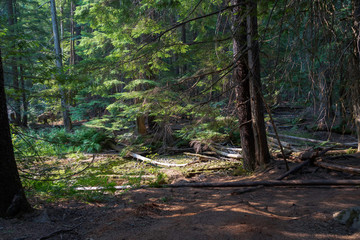 Ross Creek Cedars, Montana