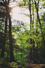 Sun in the woods