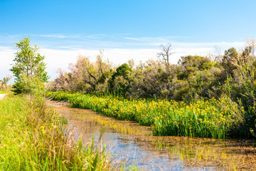 Camargue in south Provence, France