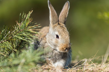 rabbit hare while  on grass background