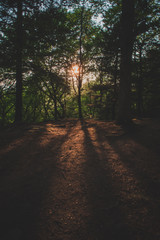 Obraz premium Sunset in the Woods