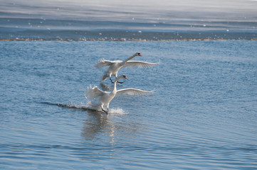 White Swan floats on water surface