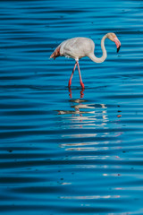 Fototapeta na wymiar Flamingo wading in a lake while on safari in the Serengeti