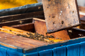The beekeeper examines bees in honeycombs.