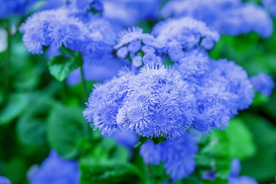 Close up of ageratum flowers in the home garden.